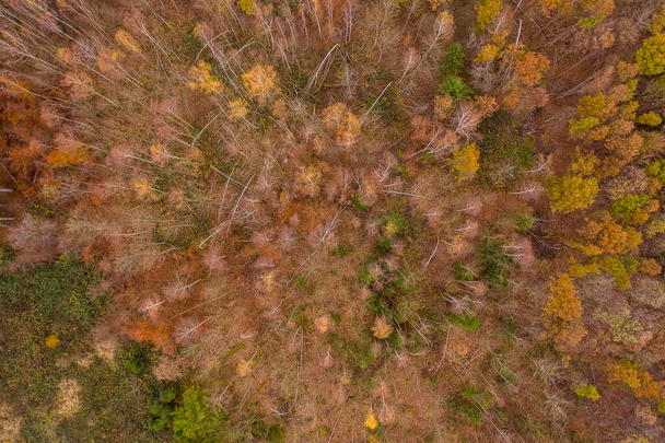 Bäume von oben im Spätherbst - senkrechte Drohne abgeschossen. - Foto, Bild