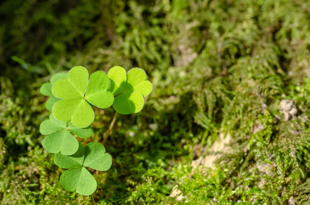 Gewone zuring, groeiend op een mossige bosbodem, op een zonnige zomerdag. Oxalis acetosella, soms aangeduid als een shamrock en gegeven als een geschenk op St. Patricks Day. Close-up, macro foto. - Foto, afbeelding
