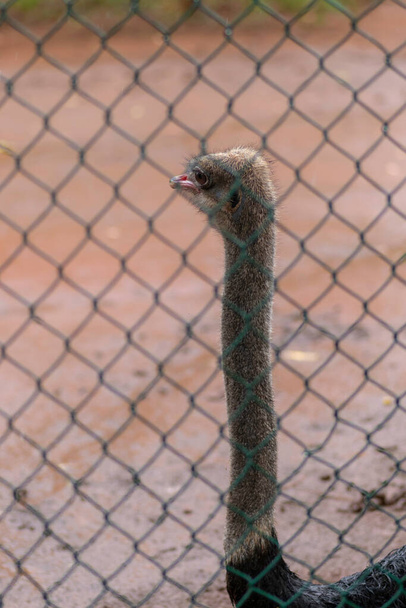 Straußenvogel hinter den Netzen hält die Hälse hoch - Foto, Bild