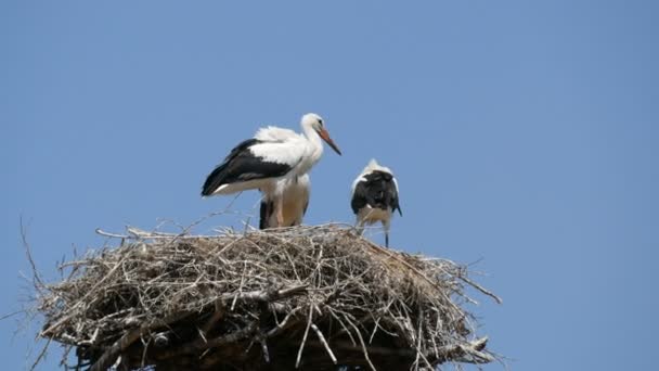 Pohled zblízka na rodinu dospělých čápů sedících v hnízdě ve výšce proti modré obloze - Záběry, video