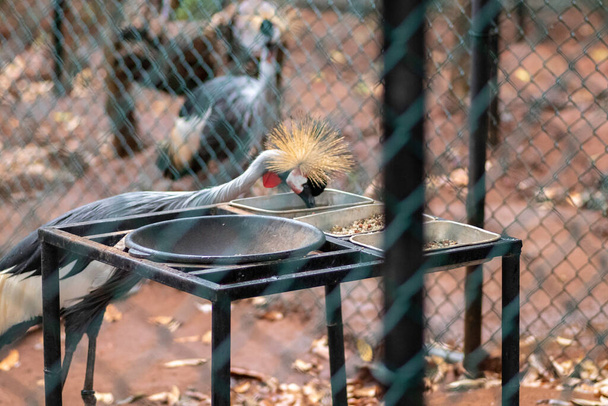 Grue couronnée grise isolée Recherche de nourriture et d'eau dans le parc d'oiseaux, Hambantota - Photo, image