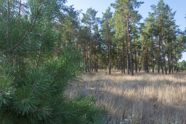 Pine forest with tall conifers and young pine in the foreground without focus. Glade with sunlight in the autumn forest. Blurred background, soft focus, blur. - Φωτογραφία, εικόνα