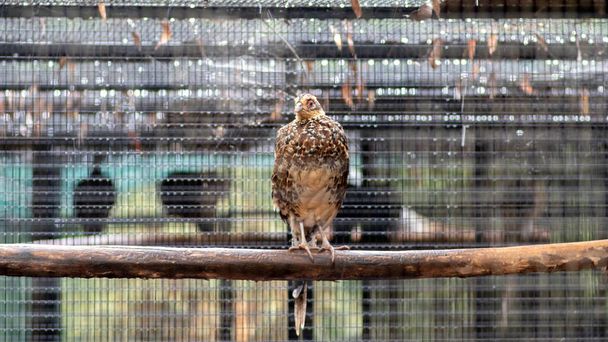 Reeve's Pheasant Bird Sitting still in rainy weather - Foto, afbeelding