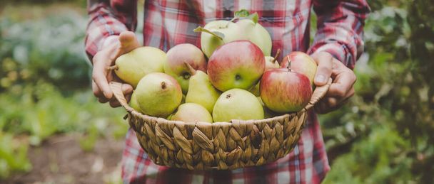 Un uomo tiene in mano un raccolto di mele. Concentrazione selettiva. natura. - Foto, immagini