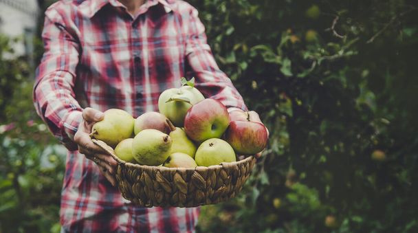 Ένας άντρας κρατάει μια συγκομιδή μήλων στα χέρια του. Επιλεκτική εστίαση. φύση. - Φωτογραφία, εικόνα