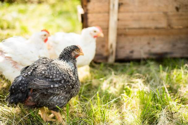 Kippen voeden zich op zonnige dag met de traditionele boerenschuur. Kippen in kippenhok. Close-up van de kip op de schuur met het kippenhok. Vrije uitloop pluimveehouderij - Foto, afbeelding