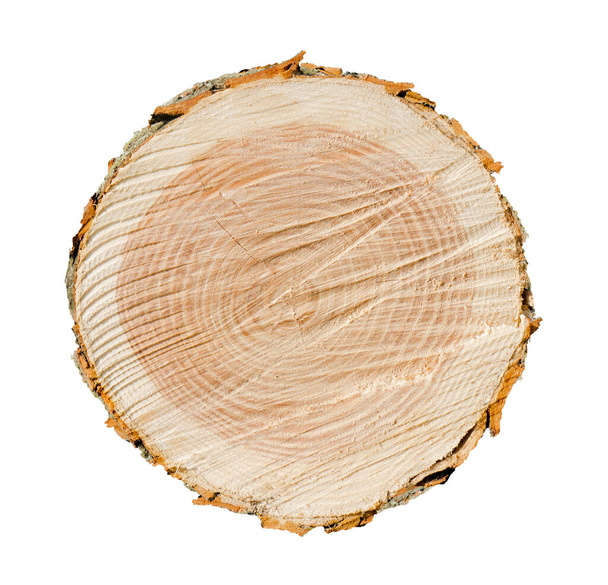 Cross section of flat round tree trunk showing growth rings isolated on white background. - Photo, Image