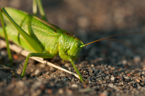 a huge green grasshopper in close up focus in the sand - Photo, Image