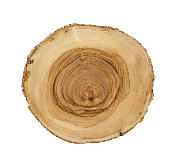 Duży kawałek pnia drzewa wycięty z lasu. Powierzchnia teksturowana z pierścieniami i pęknięciami. Neutralne brązowe tło wykonane z drewna liściastego z lasu. - Zdjęcie, obraz