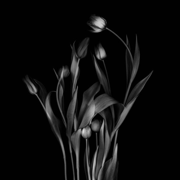 Tulips flower collection isolated on black background - Photo, image