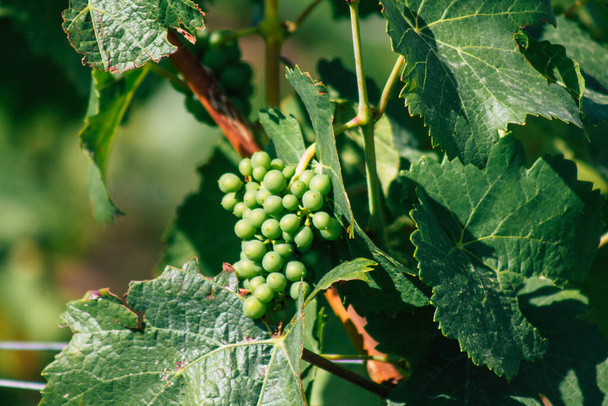 Вид на виноградник Шампані восени у сільській місцевості Реймс у Франції пополудні. - Фото, зображення