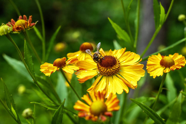 Μια μέλισσα σε ένα κίτρινο λουλούδι Helenium στον κήπο. - Φωτογραφία, εικόνα