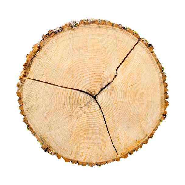 Trozo de madera talado de un tronco de árbol con anillos de crecimiento aislados en blanco. Textura de madera vintage natural. - Foto, imagen
