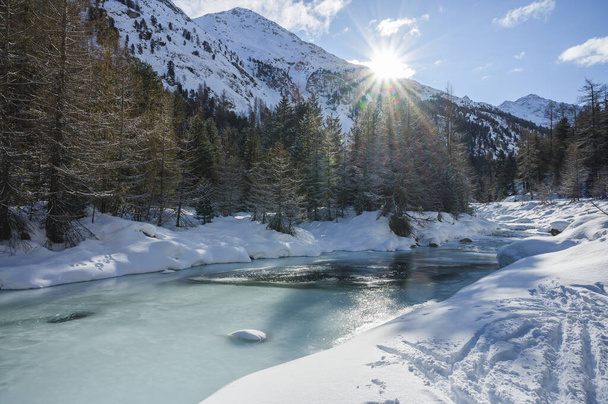 Snowy landschap met Roseg rivier en een lariksbos, Roseg vallei, Pontresina, kanton Graubünden, Engadin, Zwitserland - Foto, afbeelding