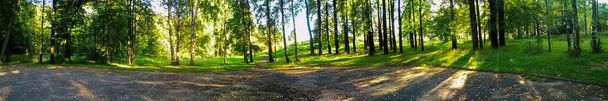 Panorama malowniczego lasu świeżych zielonych drzew liściastych ze słońcem rzucającym promienie światła przez liście. - Zdjęcie, obraz