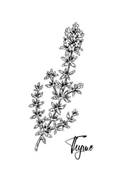 Kézzel rajzolt kakukkfű virágos vektor illusztráció elszigetelt fehér. Növényi növény vintage skicc stílusban. Thymus vulgaris - Vektor, kép