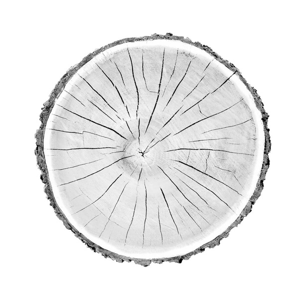 Anillos de madera estampados sobre un fondo blanco. tronco de árbol talado blanco y negro con textura detallada. - Foto, Imagen