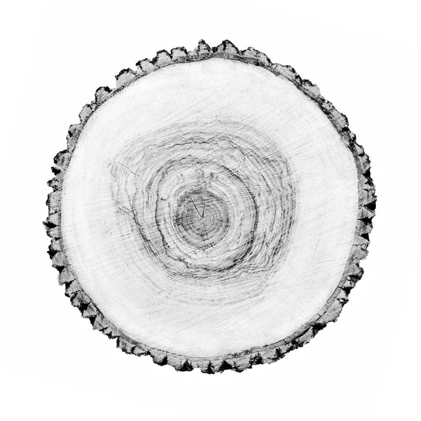 Pierścienie do wzrostu drewna znaczą na białym tle. Czarno-biały ścięty pień drzewa ze szczegółową fakturą. - Zdjęcie, obraz