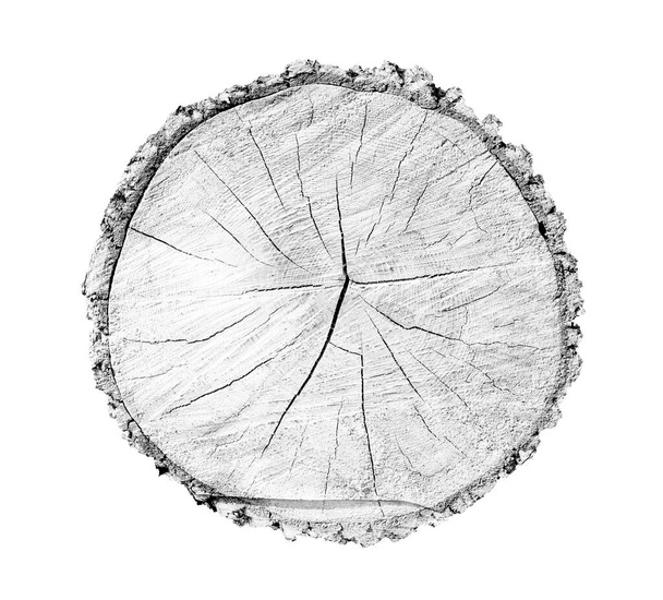 Holzwachstumsringe prägen einen weißen Hintergrund. Schwarzweiß gefällter Baumstamm mit detaillierter Struktur. - Foto, Bild