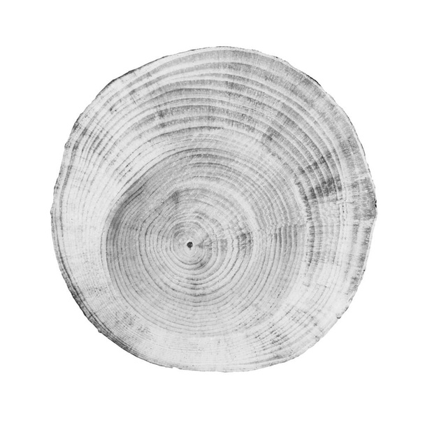 Razítko dřevěných kroužků na bílém pozadí. Černobílý pokácený kmen stromu s detailní texturou. - Fotografie, Obrázek