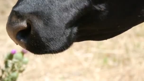 Muilkorf en mond van een kauwende zwarte koe van dichtbij bekijken - Video