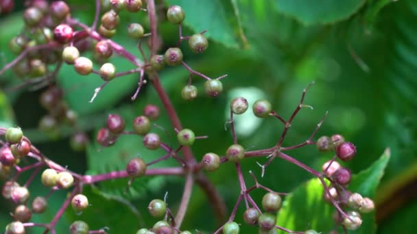 Kypsytys hedelmät Black Elder luonnossa (Sambucus nigra) - Materiaali, video