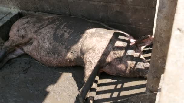 Gran cerdo sucio y gordo durmiendo en una granja de cerdos - Imágenes, Vídeo