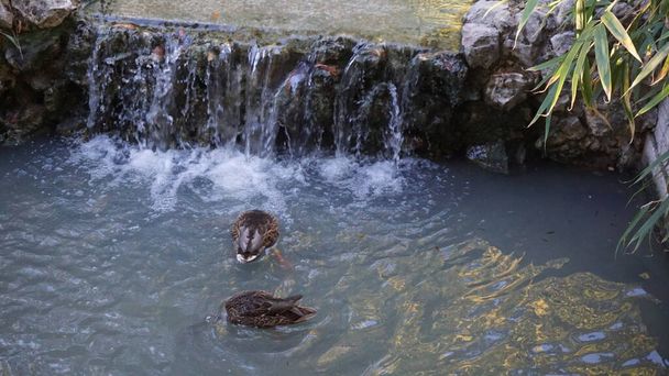 canards à la recherche de nourriture à côté d'une petite cascade dans le parc Retiro de Madrid - Photo, image