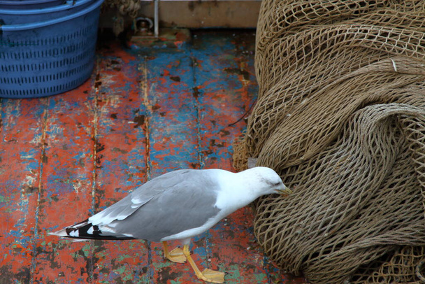 mewa zjada resztki połowów z sieci łodzi rybackiej - Zdjęcie, obraz