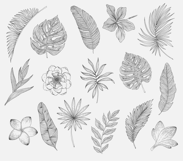 Conjunto de hojas y flores tropicales. Plantas aisladas sobre fondo blanco - Vector, imagen