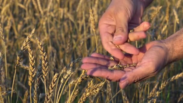 Die Hände eines Agronomen nähern sich der Schale von reifem Weizenkorn aus Weizenähren in seiner Hand auf dem Weizenfeld bei Sonnenuntergang - Filmmaterial, Video