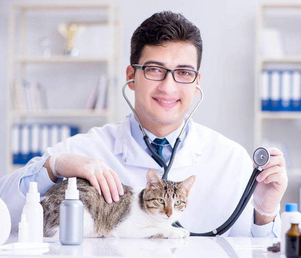 El gato visitando veterinario para un chequeo regular - Foto, Imagen