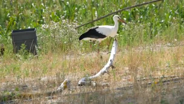 Felnőtt szép gólyák sétálnak a sztyeppén egy nyári napon - Felvétel, videó