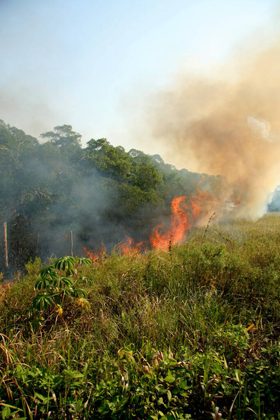 Santa cruz cabralia - listopad 10, 2008: Ogień niszczy roślinność na obszarze ochrony środowiska obserwuje się w dzielnicy Santo Andre. {C: $aaccff} Tłumaczenie: - Zdjęcie, obraz