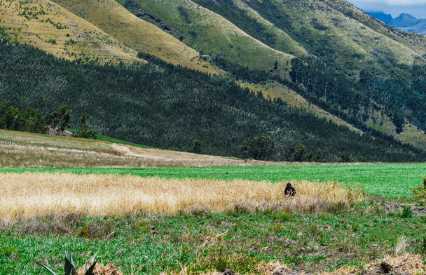жовте поле з коровою посередині і горою на задньому плані
 - Фото, зображення