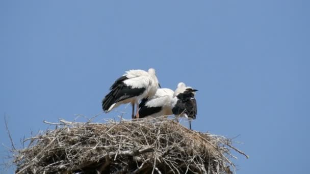 Vista de perto de uma família de cegonhas adultas sentadas em seu ninho a uma altura contra o céu azul - Filmagem, Vídeo
