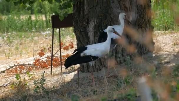 Dos cigüeñas hermosas adultas están caminando en la hierba de la estepa en un día de verano - Imágenes, Vídeo