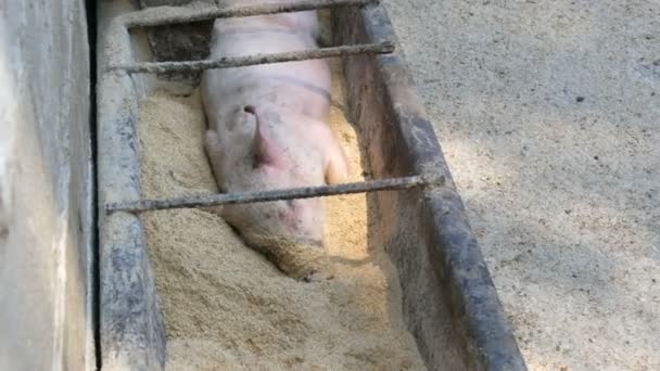 Divertente maialino che dorme in un mangiatoia con grano e si nutre in un allevamento di maiali - Filmati, video