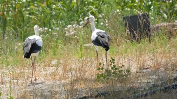 Duas lindas cegonhas adultas estão andando na grama da estepe em um dia de verão vista de perto - Filmagem, Vídeo