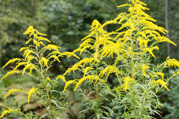 Solidago canadensis Canada goldenrod yellow flowers in meadow closeup selective focus - Photo, Image