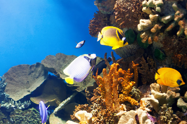 peces tropicales en el coral
 - Foto, imagen