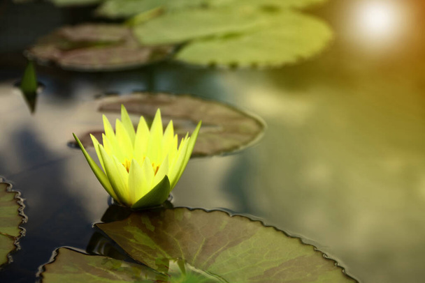 Zbliżenie kwiatu lotosu lub lilii wodnej w stawie i tle wschodu słońca. - Zdjęcie, obraz