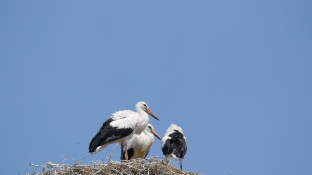 Vista de perto de uma família de cegonhas adultas sentadas em seu ninho a uma altura contra o céu azul - Filmagem, Vídeo