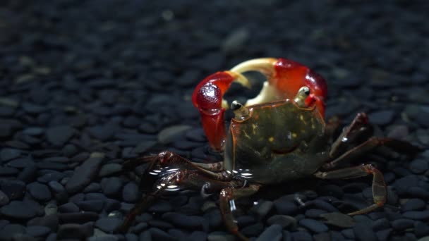 Vídeo submarino de garras rojas de cangrejo - Imágenes, Vídeo