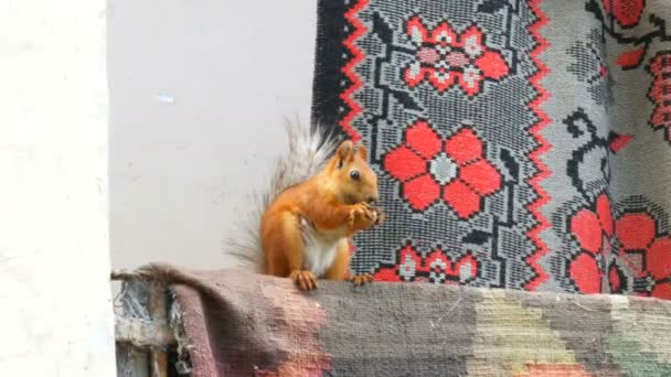 Esquilo vermelho alegre engraçado com duas patas segura uma noz e come na varanda - Filmagem, Vídeo