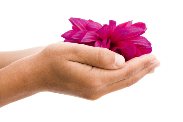 Child's hands holding red flower - Photo, Image