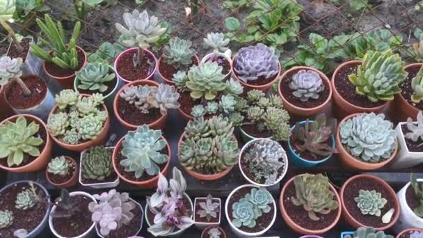 imágenes de variedades de plantas pequeñas suculentas y cactus. - Metraje, vídeo
