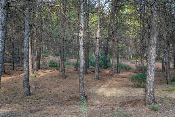 Mediterranean pine forest in the Murcia region. Spain.- - Photo, Image