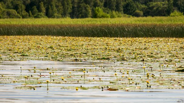 Sarı ve beyaz nilüferlerden oluşan bir çayır, Letonya, Burtnieki Gölü 'nün yüzeyini kaplar. - Fotoğraf, Görsel