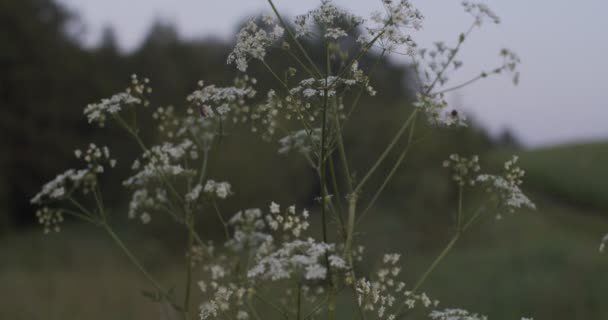 Akşamki yakın planda, yaz otlağındaki küçük beyaz çiçekler. Yabani çiçekler ve şifalı bitkiler. Achillea Millefolium sahada. Geleneksel Tıpta Doğal İlaçlar ve Sağlık Hizmetleri - Video, Çekim